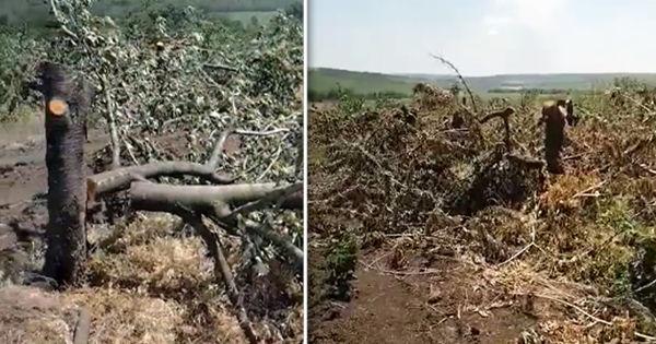 Без рынка сбыта мы погибнем. Молдавские фермеры выкорчевывают сады черешни
