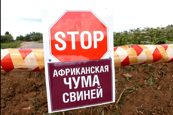 Вспышка африканской чумы свиней произошла в соседнем с Гагаузией районе