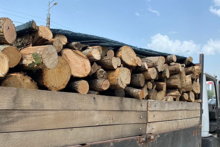Незаконная рубка дров в Чадыр-Лунге – почему нет возможности ловить нарушителей с поличным
