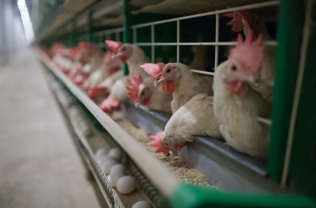 Выходят золотыми: предприниматели из Гагаузии объясняют рост цен на куриные яйца