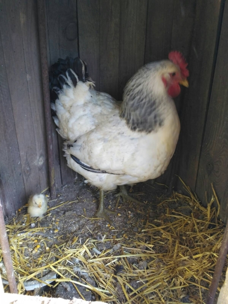 Природные аномалии: в феврале куры уже вывели цыплят