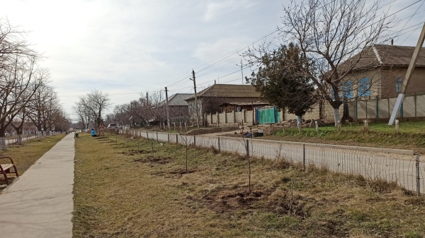 Липы, березы, каштаны. В Казаклии проводят озеленение в парке и центре села