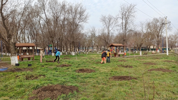 Липы, березы, каштаны. В Казаклии проводят озеленение в парке и центре села