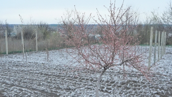 Непогода в последний день марта: в Гагаузии местами выпал снег