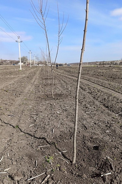 Почти 3 тысячи деревьев и кустарников высадили в Казаклии с начала года