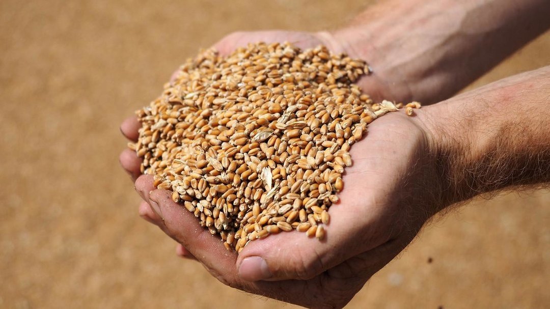 Решено: примэрии населенных пунктов Гагаузии получат гуманитарное зерно до 31 августа