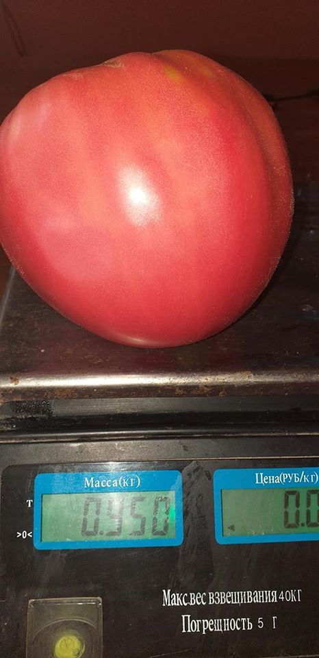 Жительница Етулии вырастила в теплице почти килограммовый помидор