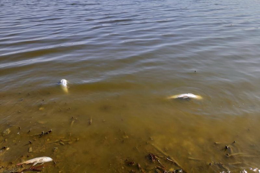 Массовый мор рыбы зафиксирован в еще одном озере Гагаузии