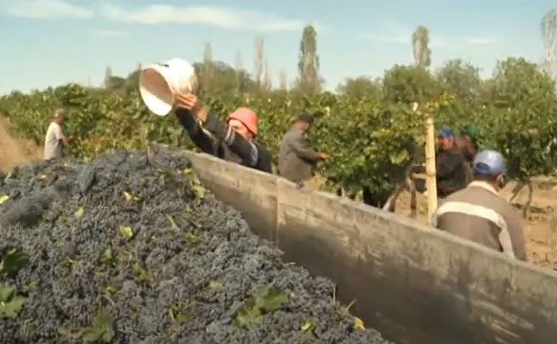Массовая уборка винограда началась в Копчаке. Какая урожайность в этом году? 