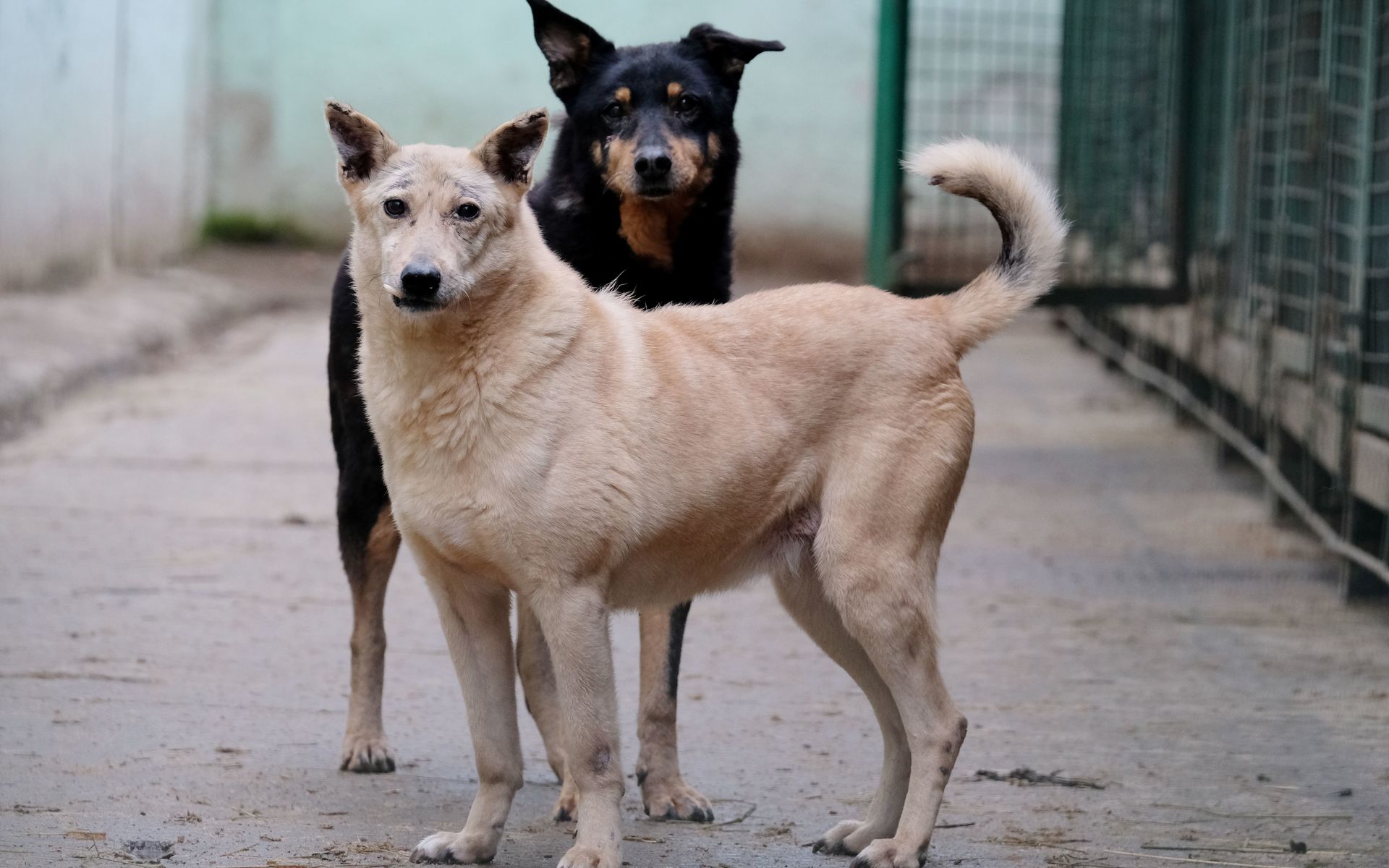 Анастасов рассказал, как удалось снизить количество бродячих собак в Комрате 