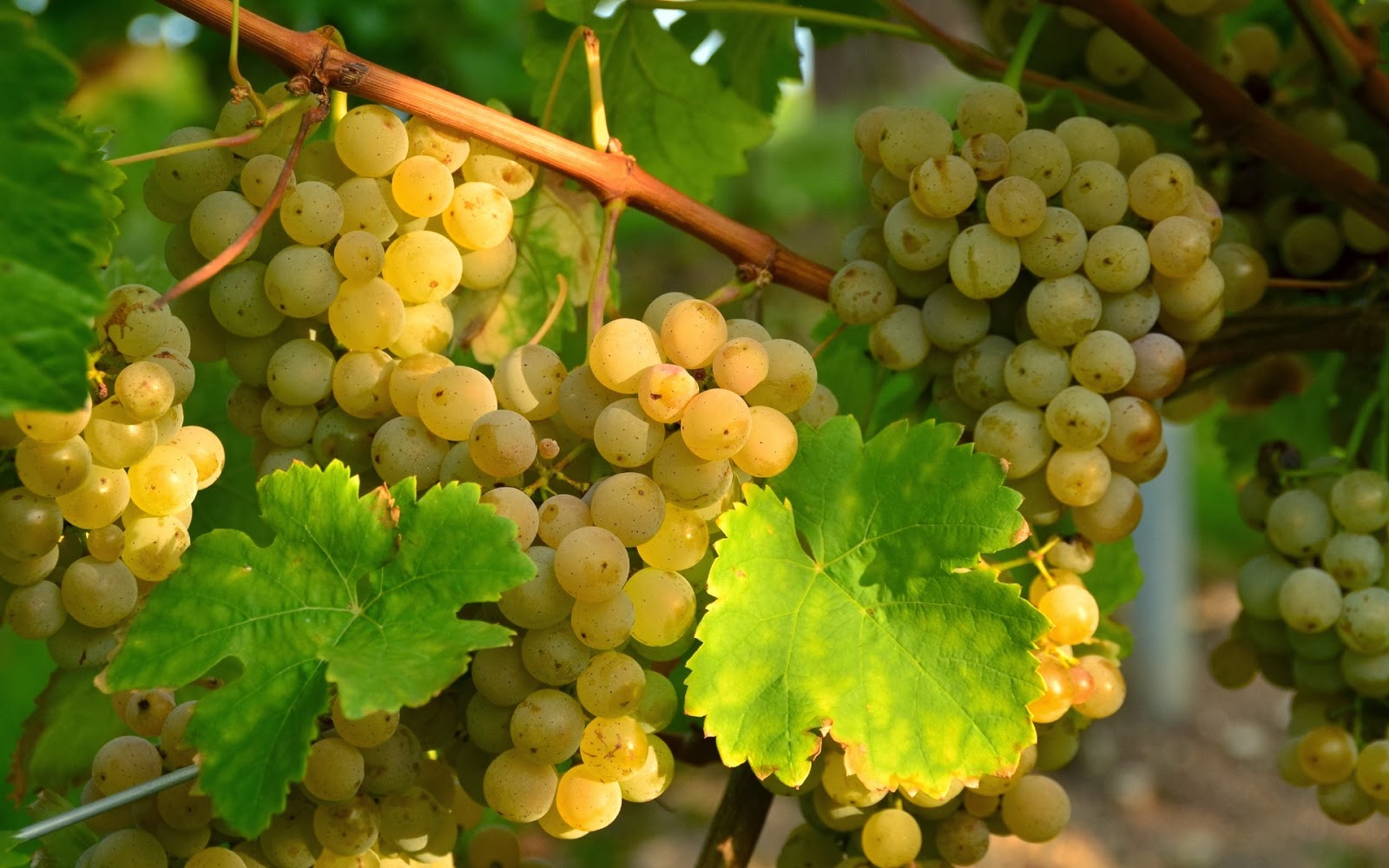 От 4 до 6 леев за килограмм. В Гагаузии цены на виноград значительно выше, чем в прошлом году