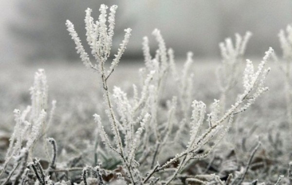 Завтра ожидаются заморозки до - 5 °C.