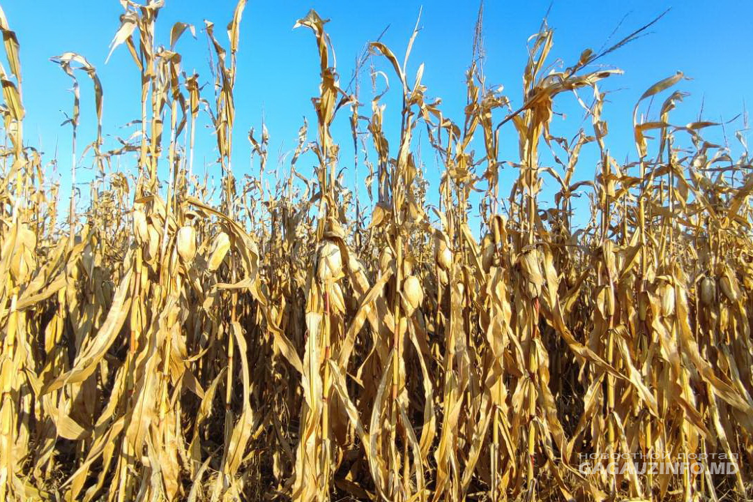 Урожай кукурузы. Абхазы собирают урожай кукурузы. Сбор урожая кукуруза в России. Урожай кукурузы с 2019 по 2023. Максимальная урожайность кукурузы