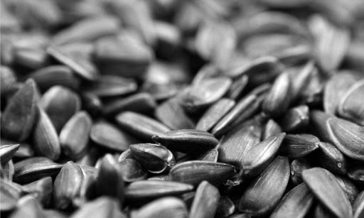 Крупная кража в Кириет-Лунге: неизвестные похитили пять тонн семян подсолнечника
